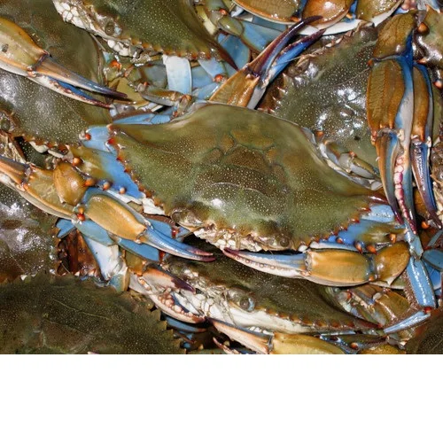 Buy Premium Quality Bangladeshi Fresh Mud Crab live crab Wholesale Best Price