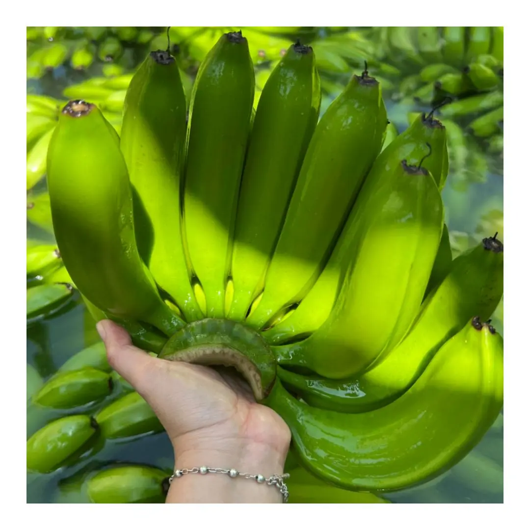 FRESH CAVENDISH BANANA FROM VIETNAM EXPORTER - ORGANIC BANANA UNRIPED WITH HIGH QUALITY CULTIVATION SALE WITH CHEAP PRICE