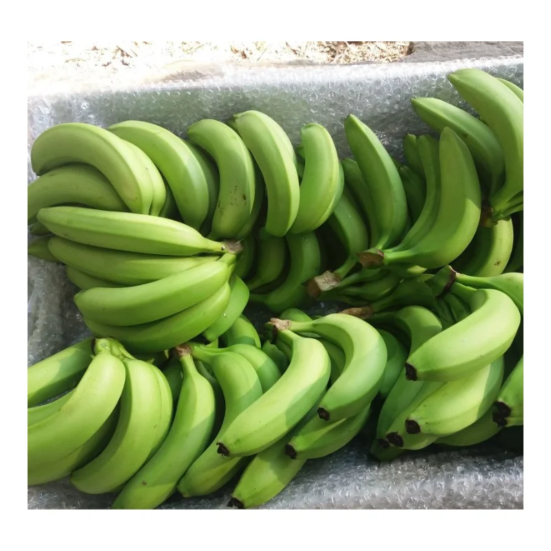 Vietnam Fresh Banana - Fresh Green Cavendish Banana Premium For Export - Wholesale Fresh Fruit And Vegetables