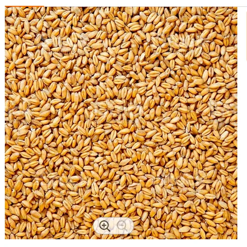 Оптовый Поставщик, продажа 100% органических Зерен Пшеницы/пшеницы высшего качества по низкой рыночной цене