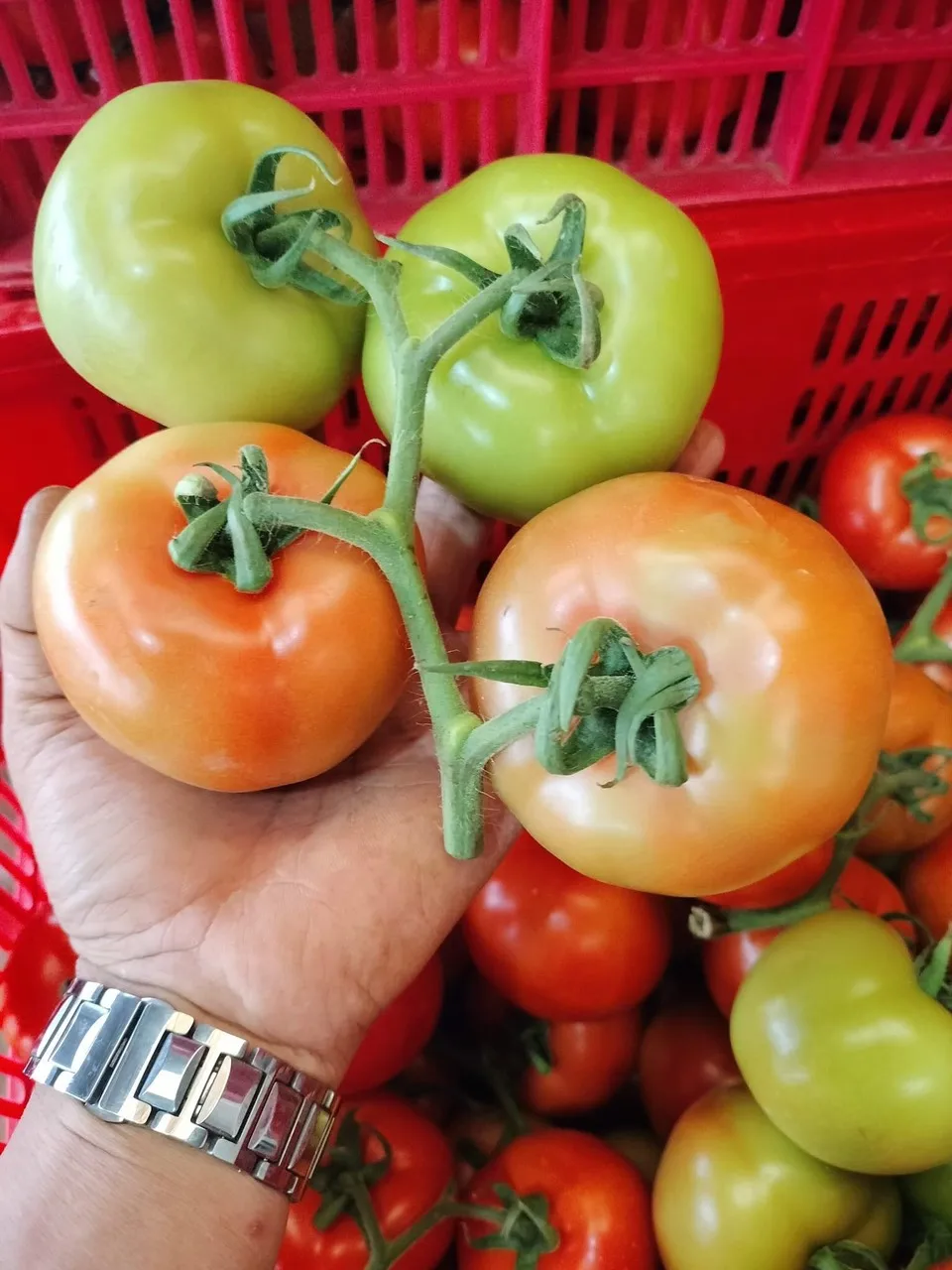 Fresh Vegetables Fresh Tomatoes Rita Tomatoes Beef Tomatoes  From Wholesale Green Farmer In Vietnam High Quality Nutrition Food