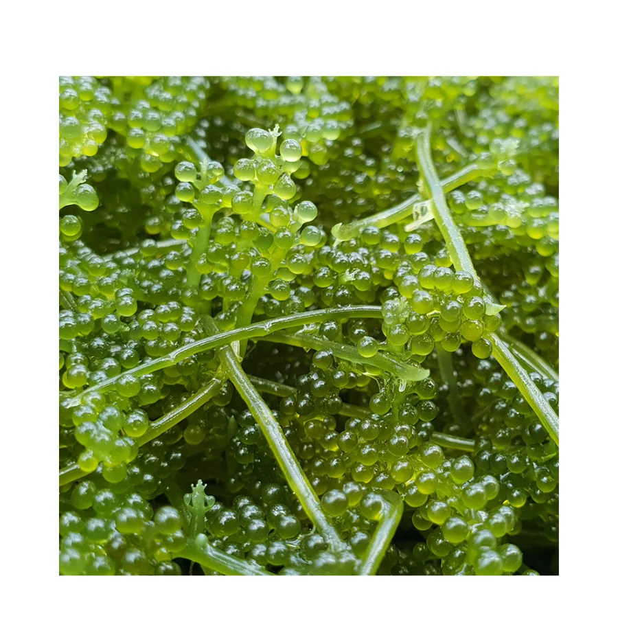 Nutrient rich sea grape with high iodine content for health conscious consumers