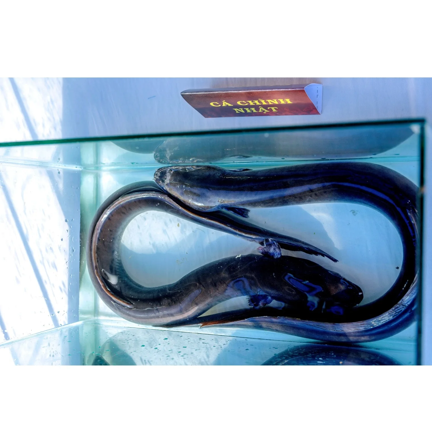 Ready To Ship Japanese Eel Food Cooking Vacuum Pack Block Organic Vitamins Nature Frozen Seafood From Vietnam