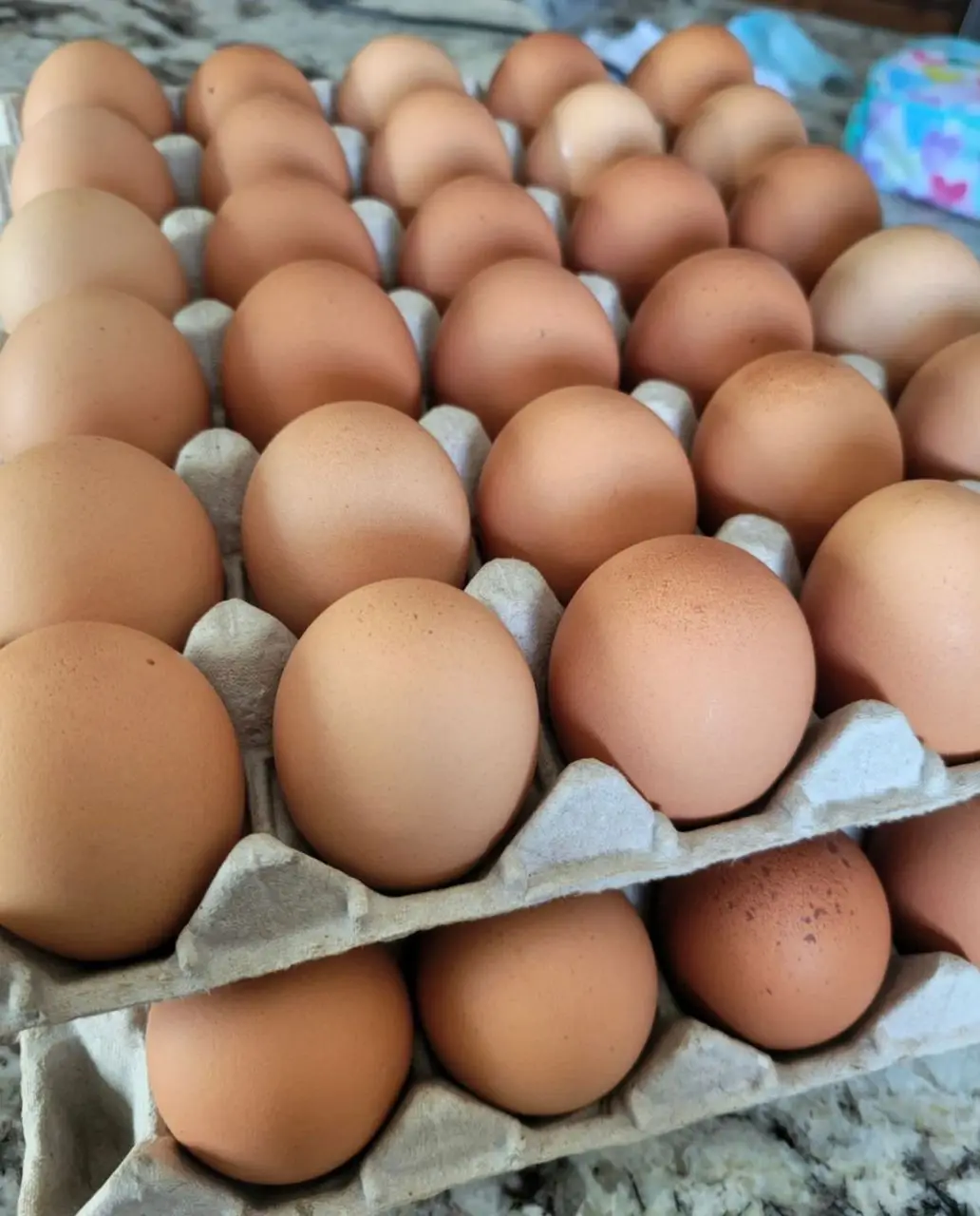 wholesale chicken eggs