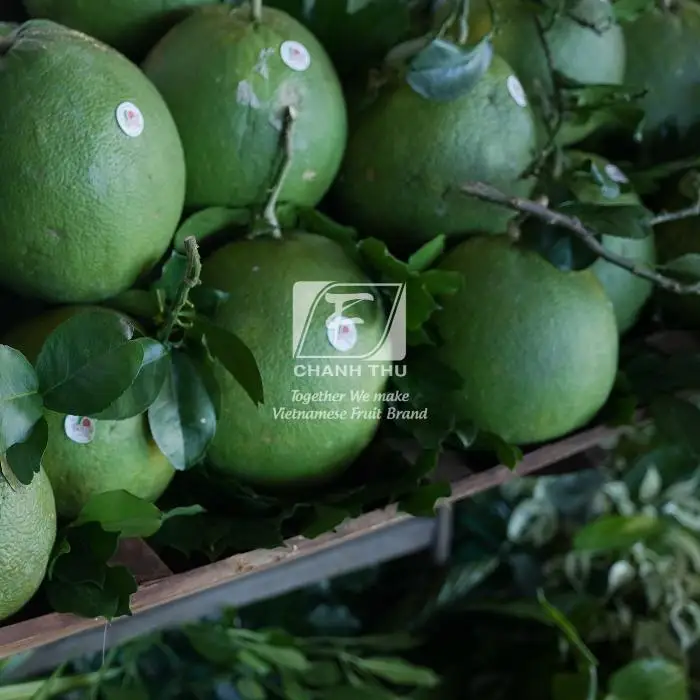 Fresh Pomelo Wholesale Slightly Sour And Less Seed Pomelo Fruit Fresh Pomelo Red/White Meat For Export