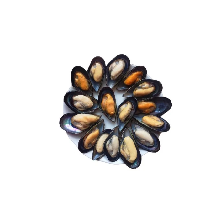 Hot Sale Seafood Importers Mussels In Shellfish Import Export Frozen Seafood High Quality Frozen Half Shell Mussel
