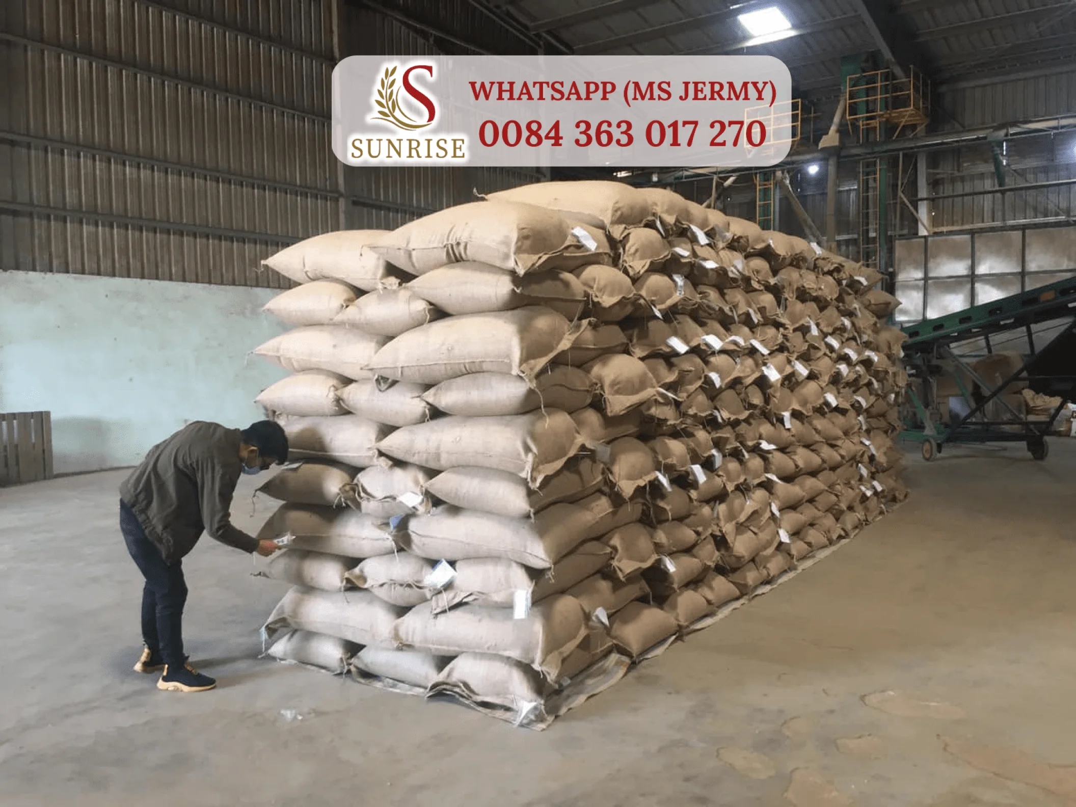 Arabica Coffee Beans 18 Washed Green Coffee Beans High Quality in Bags Jermy 0084 363 017 270