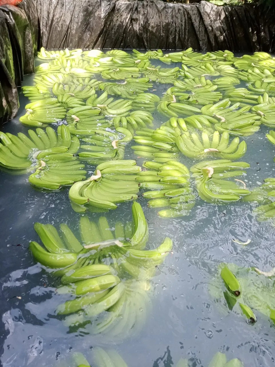 Лидер продаж, вьетнамский свежий банан по индивидуальному заказу, естественный сладкий класс B789, банан Cavendish, низкая цена, минимальный заказ