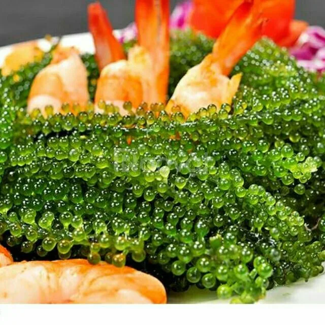 Самый продаваемый продукт 2022/морской виноград хорошего качества и по лучшей цене от вьетнамского производителя // экспортер поставщик-Ms Kathy