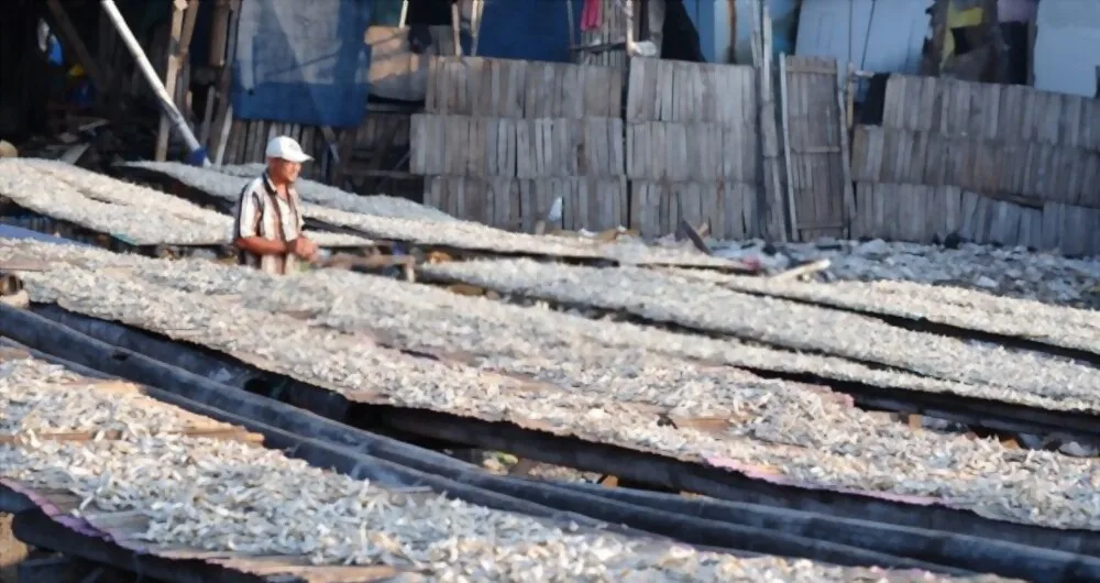 Dry seafood Dried Salted Anchovy 100% organic from Vietnam For Sale OEM Service With Vacuum Pack