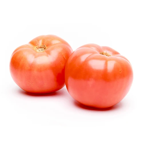 delicious fresh tomato export at good price