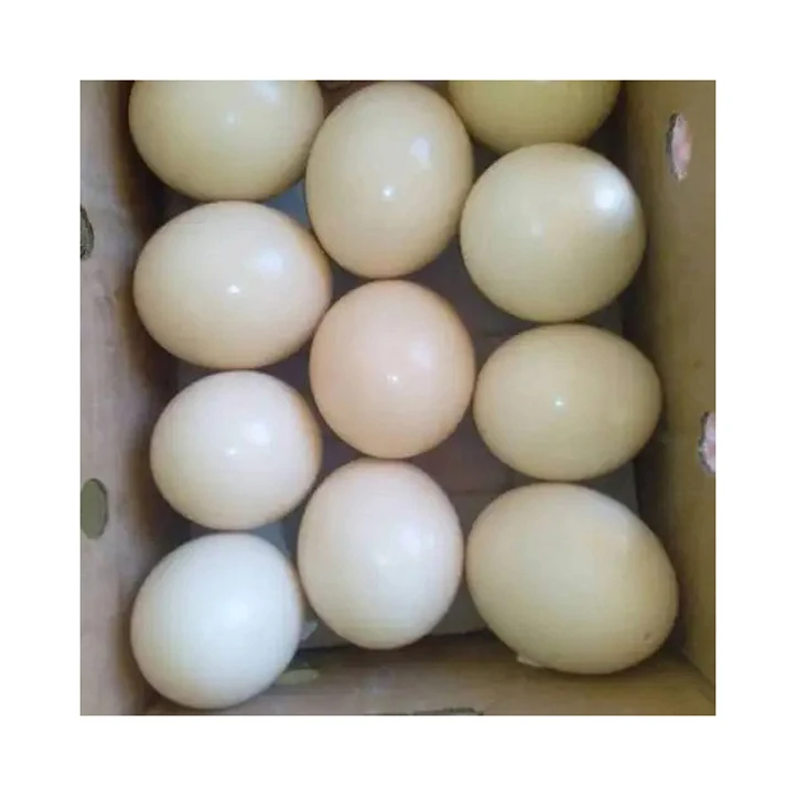 Продажа страусиных яиц/продажа плодородных страусиных яиц и страусиных птенцов