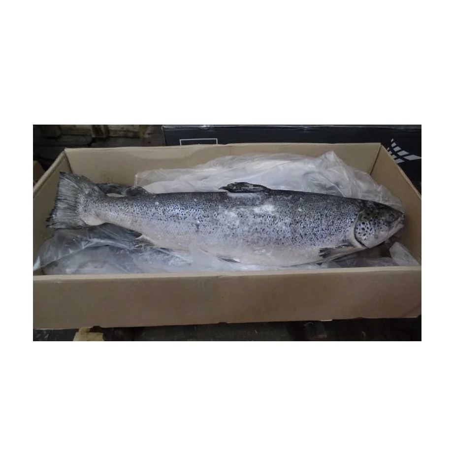 European Premium Quality Atlantic Salmon Low Price Bulk Quantity for Exports-Fresh/Frozen Fillet and Whole Fish Dried Style
