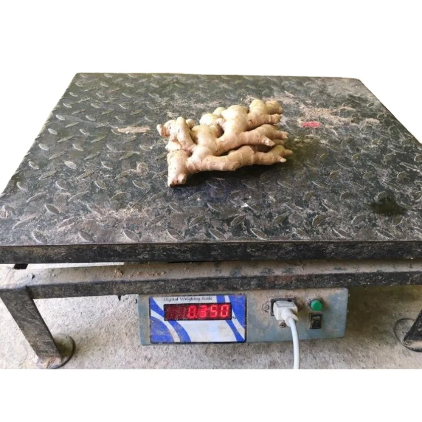 Лучшая экспортная цена на свежий имбирь 250