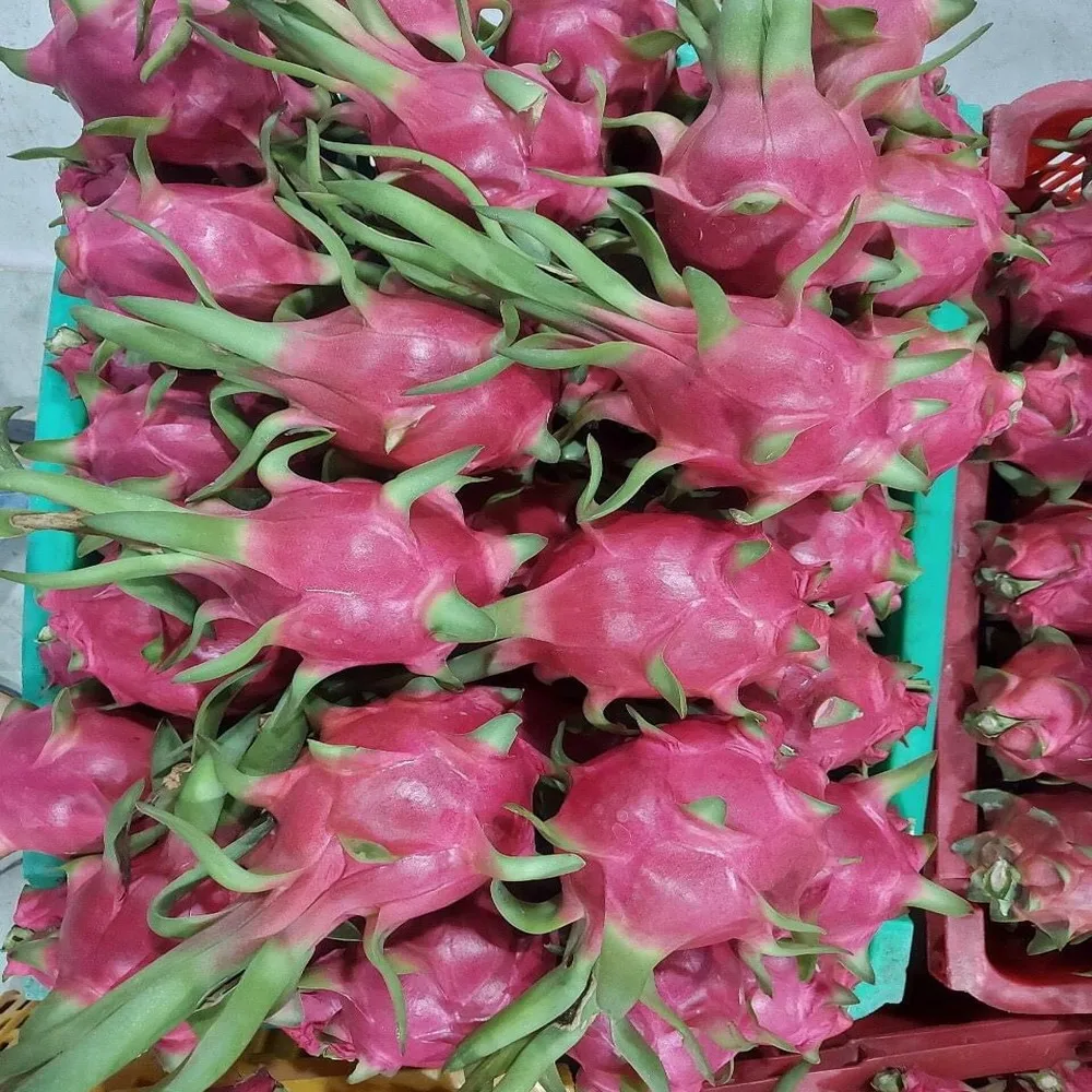 Fresh White Dragon Fruit High Quality Good Price Wholesales High Grade Best Dragon Fruit Ready To Ship