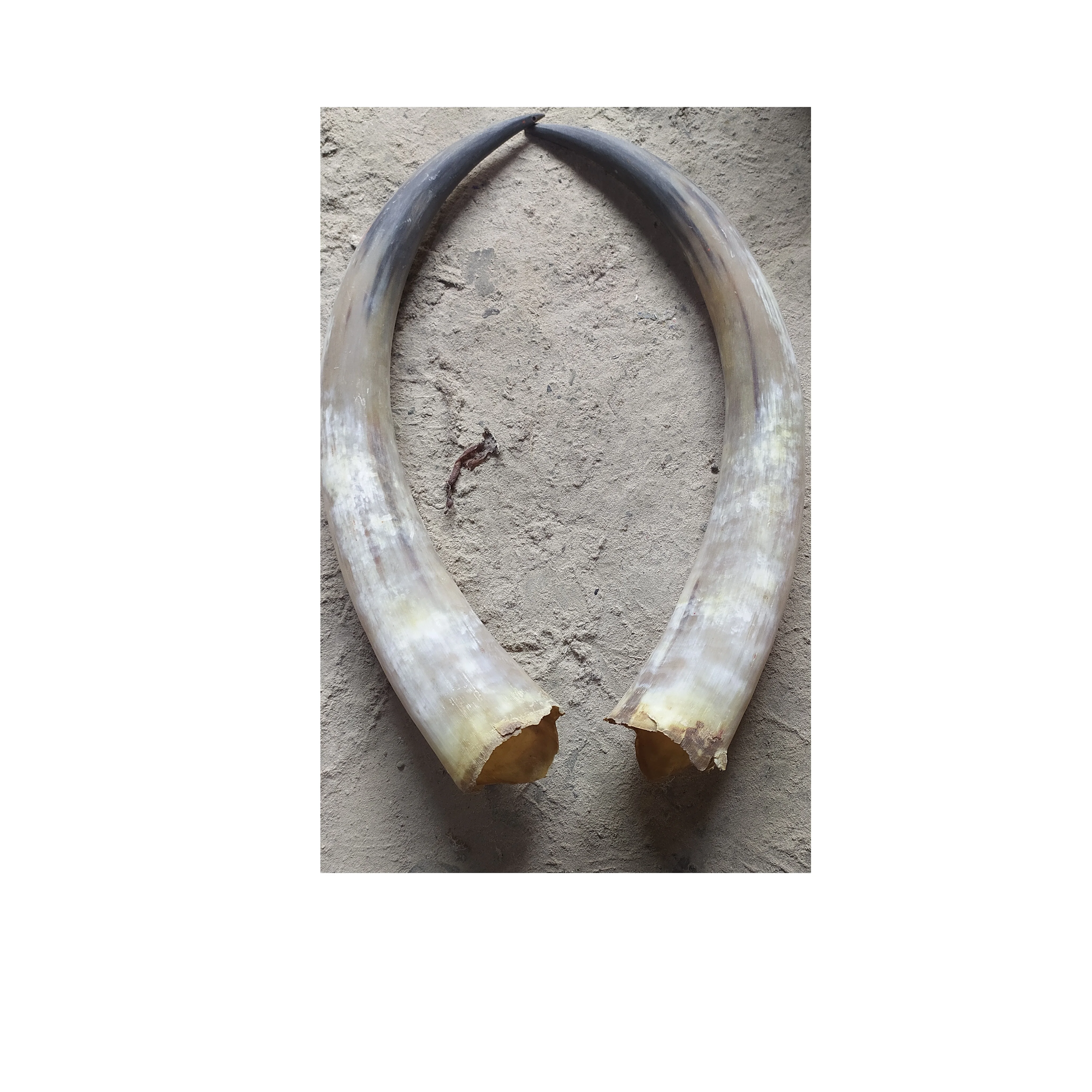 Long buffalo pair horn wall mounted customized decorate use wholesale price buffalo pair horn manufacture from India