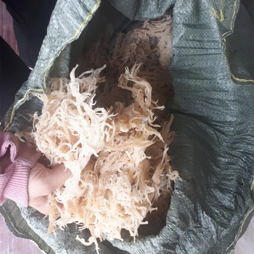100% Oragnic Natural Gold Sea Moss/ Irish Moss / Wildcrafted Sun Dried Seamoss Made In Vietnam