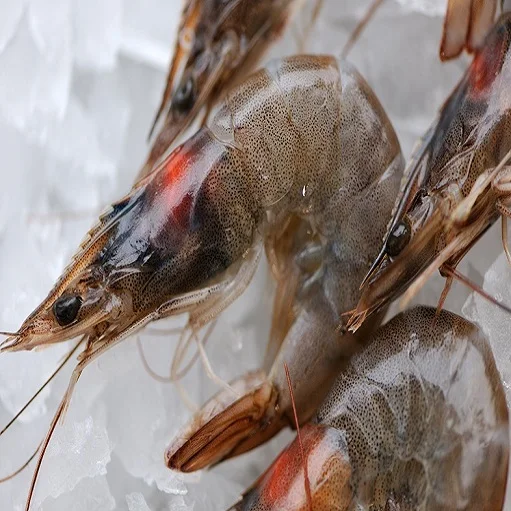 shrimps7.jpg