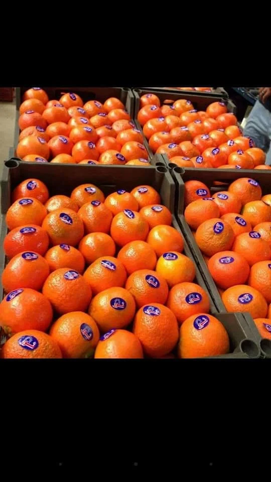 Fresh Citrus fruits/  high Sweet  mandarin (Fremont- Murcet-Clementine ) origin Egypt with high quality with Iso