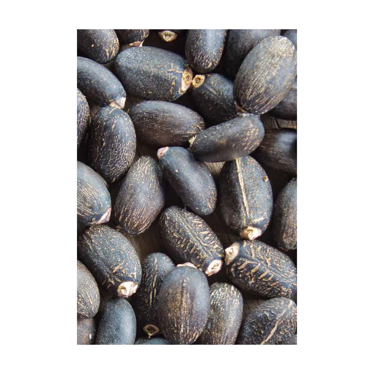 Top Grade Jatropha Seeds Wholesale Price Jatropha Seeds
