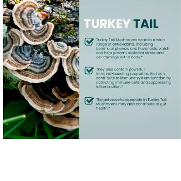 Turkey Tail Mushroom Powder at wholesale price