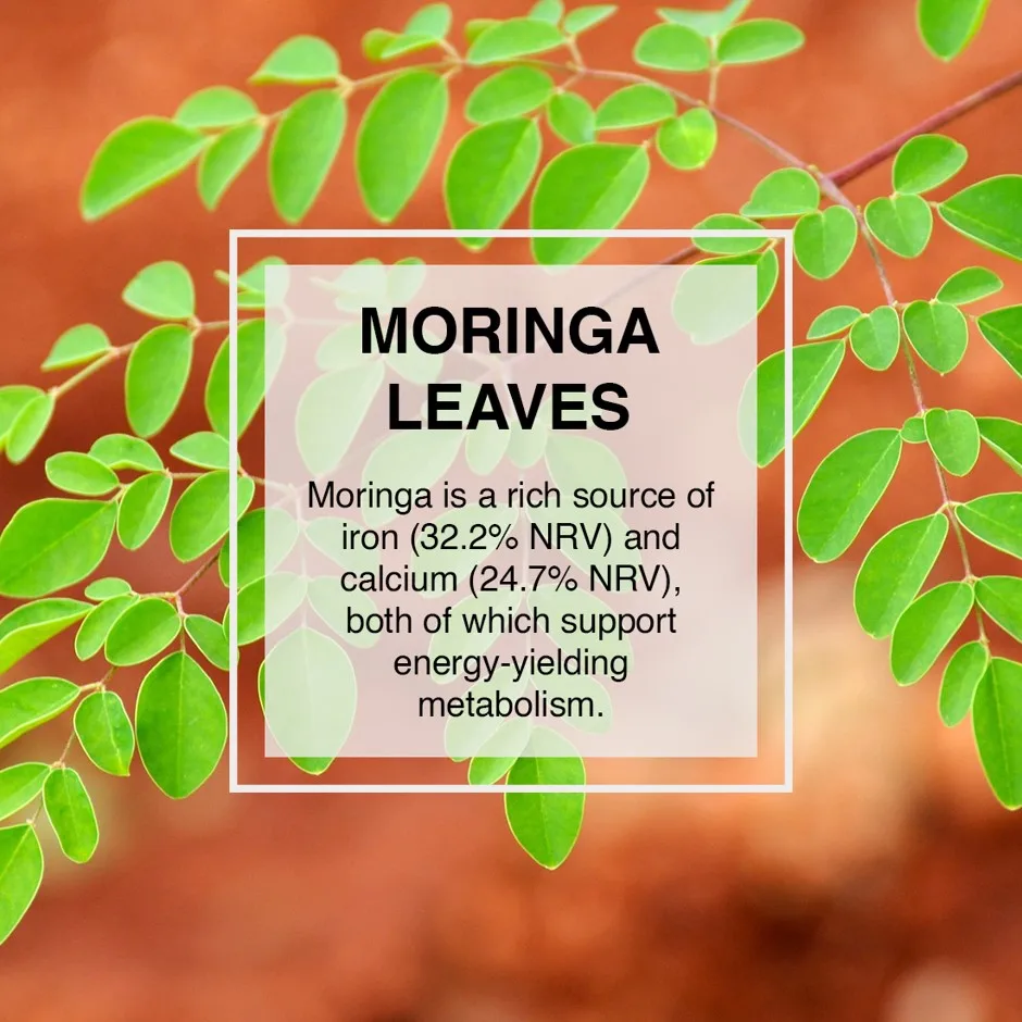 100% Organic Dried Moringa Leaf Powder| Food Grade Herb Wild-Crafted Leaves at Wholesale Low Market Price
