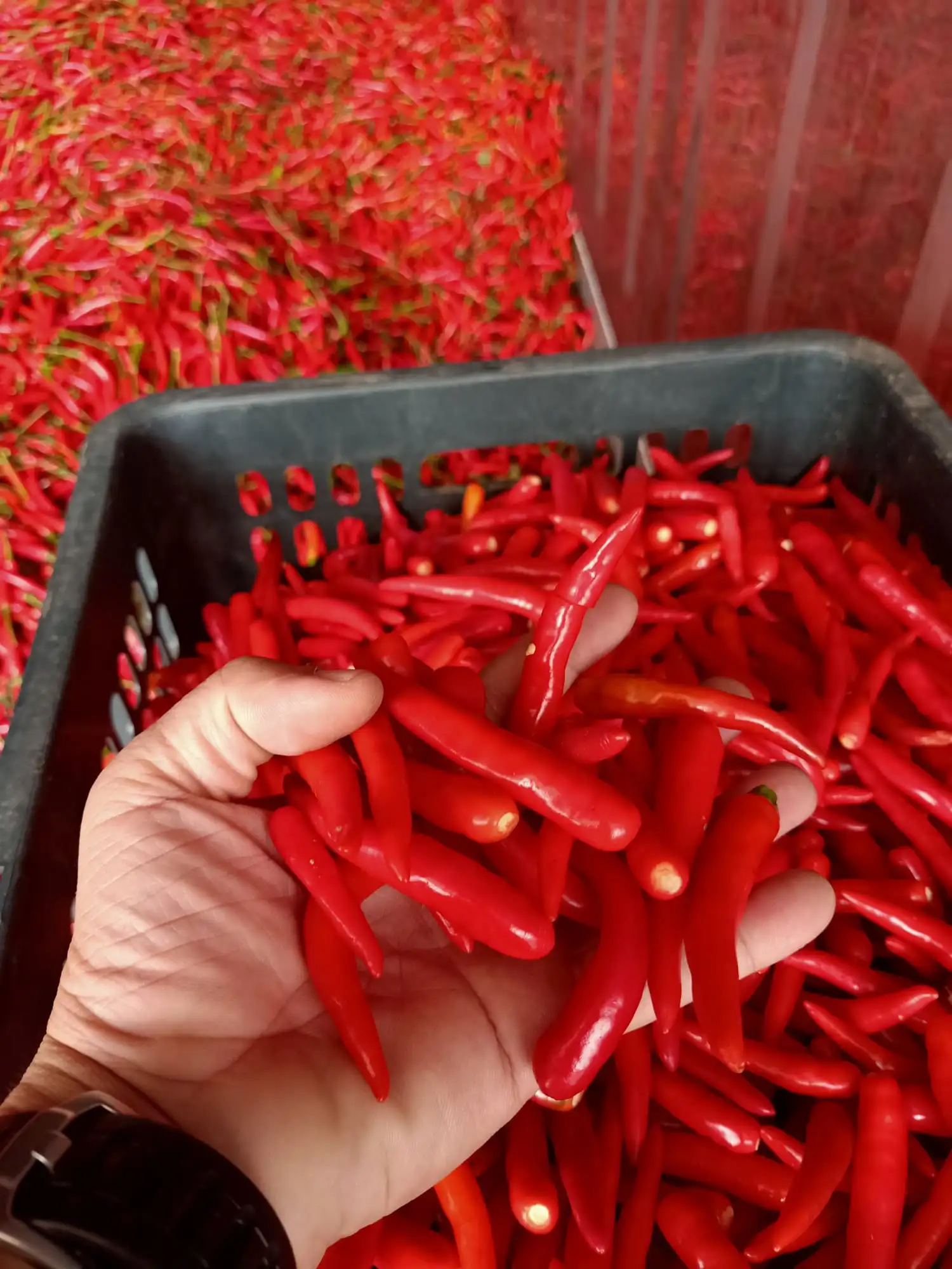 100% High Quality Chili Wholesale Fresh Red Chili Best Price Red Hot Chili Vietnam Ready To Ship For Seasoning and Spices