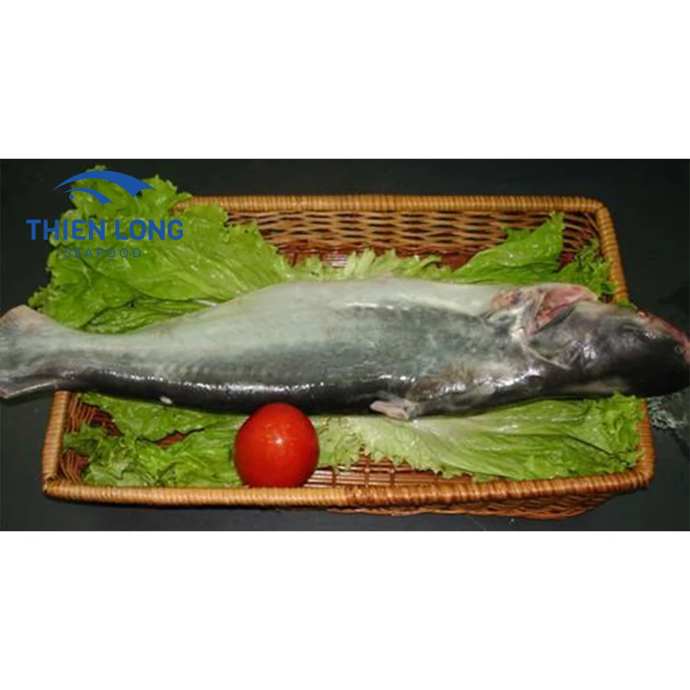 Top Quality Vietnam Supplier Fresh Frozen BQF Pangasius Whole Round Fish