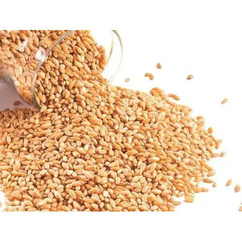 High Quality Wheat Grain From Ukraine 1grade 2grade 3grade 6grade World Wide Delivery Available at Low Cost Package in 25kg