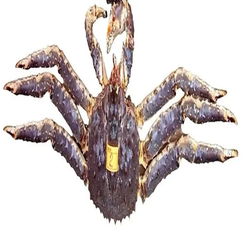 New Stock Available For Live King Crab / King Crab Clusters for Wholesale Prices from United States