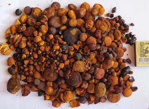 100% natural top Quality Ox Gallstones Cattle Gallstones/Cow Gallstones at wholesale price