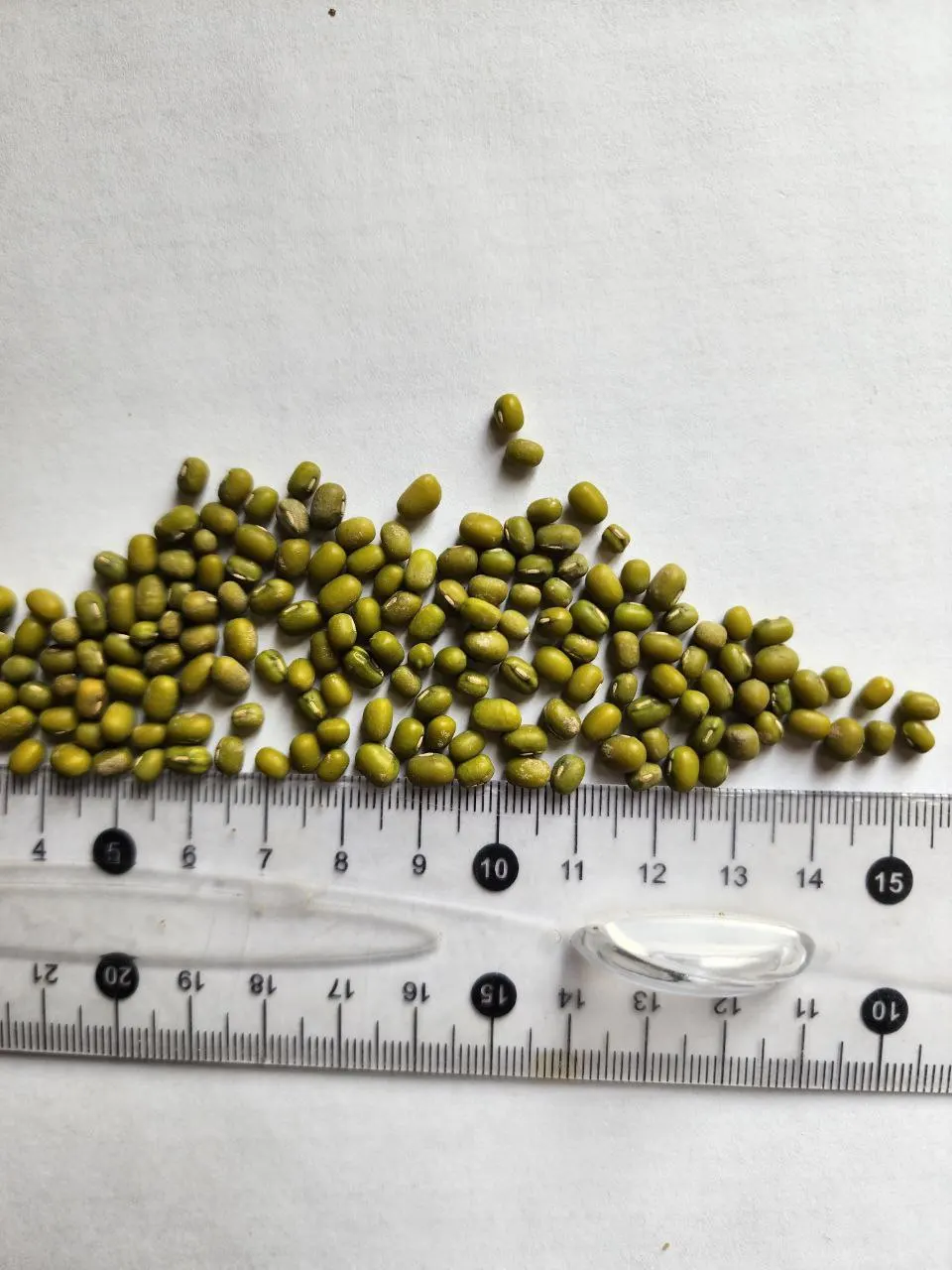 Wholesale Natural Organic High Quality Green Mung Beans For Sprouting Green Gram Beans Green Vigna Beans