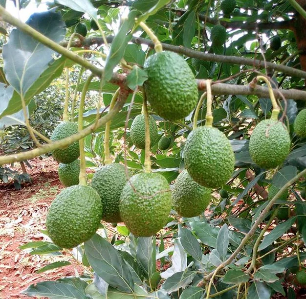 Pure Natural Fruit Spray Dried Avocado Fruit Powder Avocado Seed Powder Avocado Powder  at ug