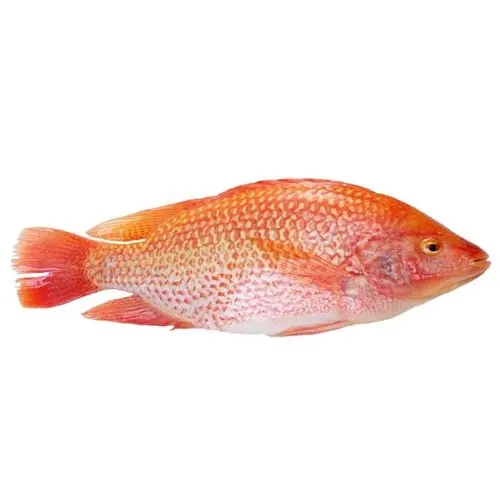 High Quality New Season red tilapia fish Whole Round Frozen red Tilapia