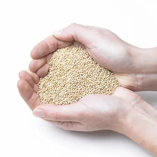 Healthy Nutritious Dried  White and Yellow  Millet Seed For Feeding