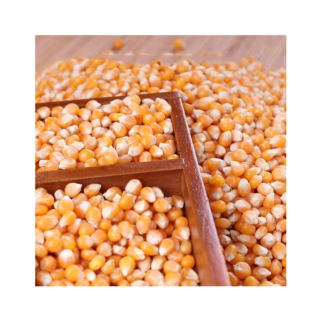 Natural enriched grains high quality Corn for organic essential oils best selling product 2022 wholesale