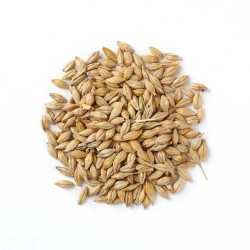 Buy Organic Barley Grain / Barley Malt Grain / Hulled Barley Grain For Wholesale
