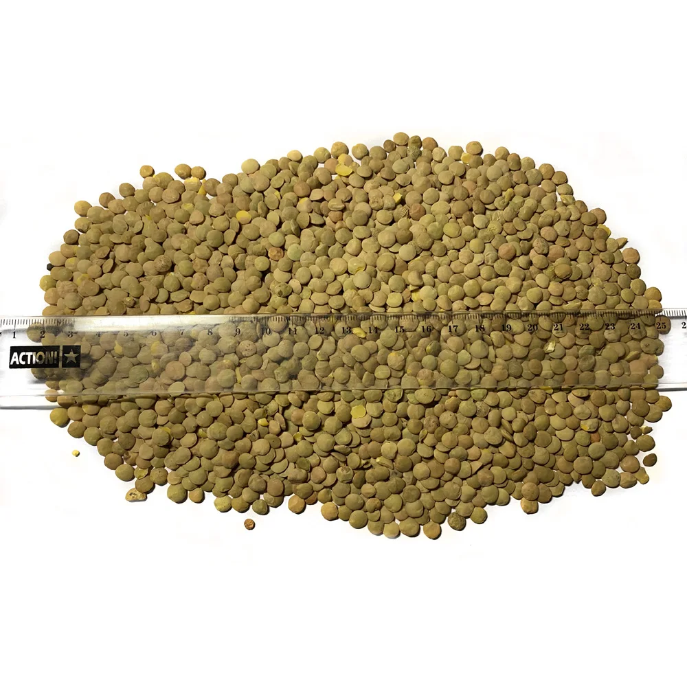 Great quality Green Lentils for food industry and cooking wholesale prices grains and beans in bulk