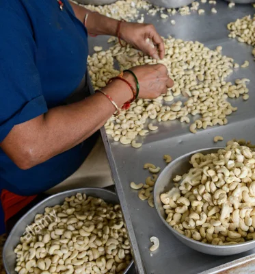 Cashew kernels from Vietnam, all grade w180 w240 w320 LP WS, in tin box/vacuum bag, are a must-have.