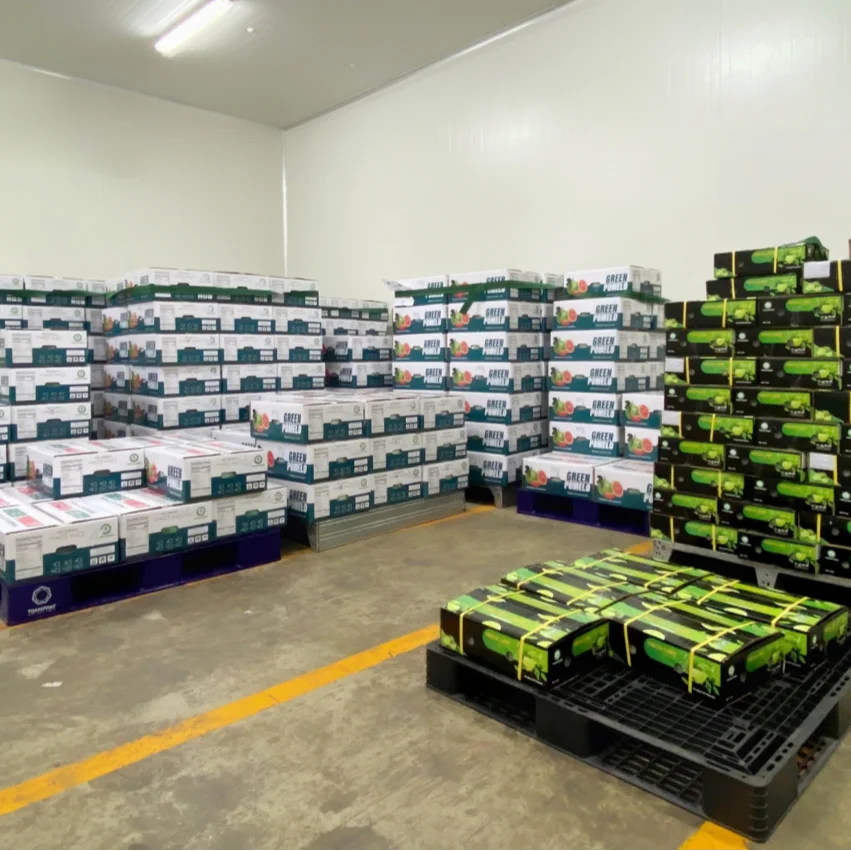 High Quality Fresh Seedless Lime Top Citrus Fruit Export from Vietnam at Low Price