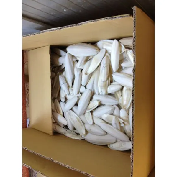 Buy On Very Best Price Dried Cuttlefish Bone High Quality Stock Natural Colour