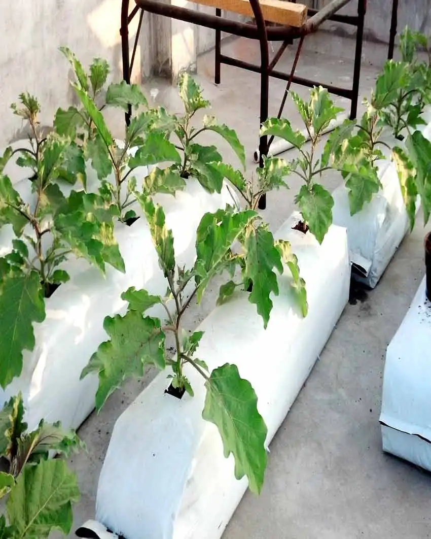 Urban Farming At Home With Cocopeat Grow Bags / Pertanian Bandar Di Rumah /Mestske zemedelstvi doma