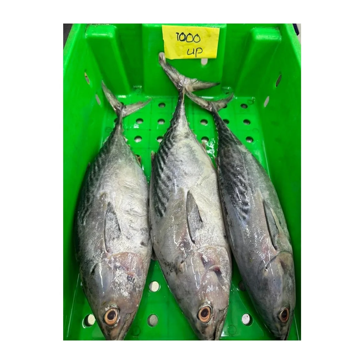 Wholesale Supplier Of Bulk Fresh Stock of Frozen Whole Skipjack Tuna Fish