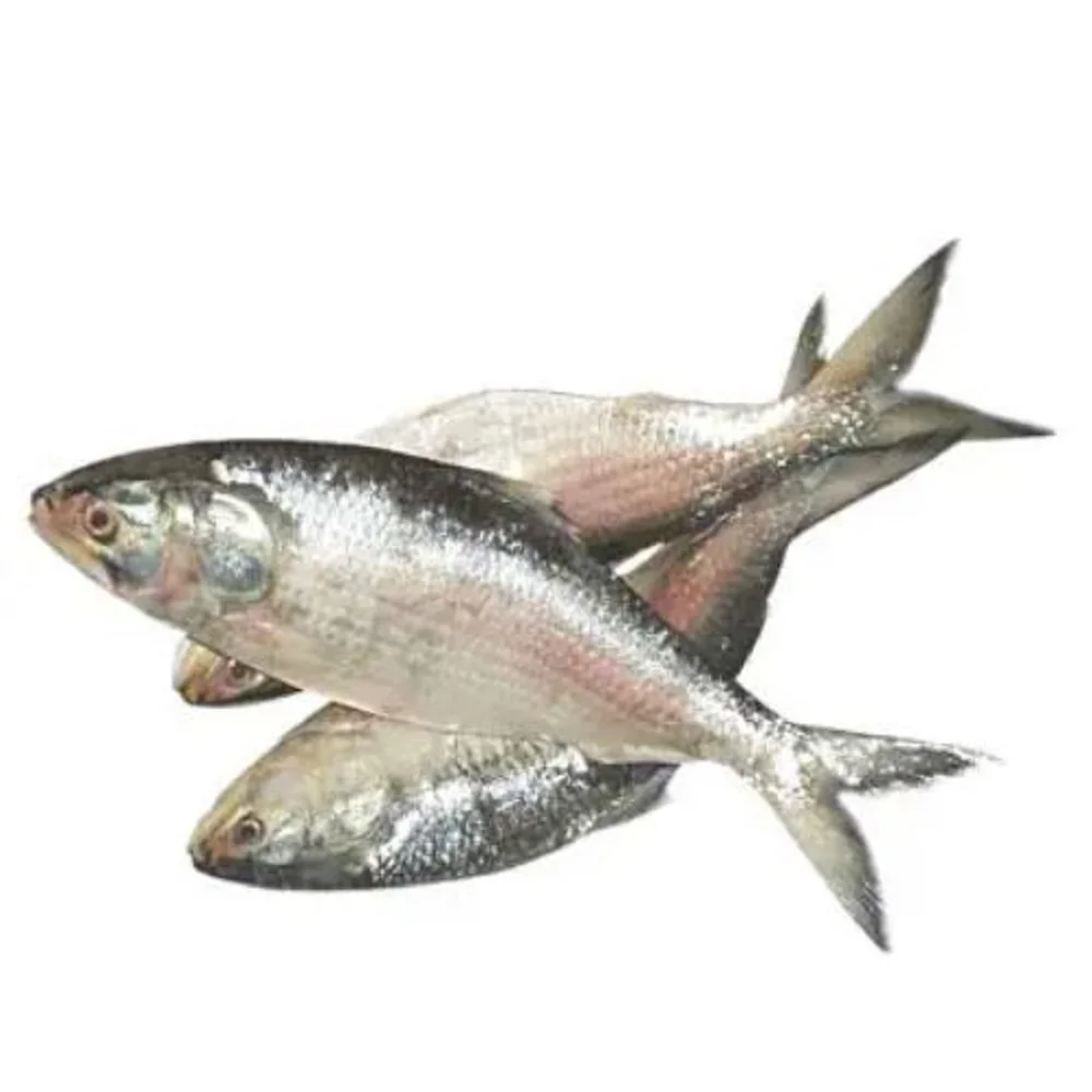 Popular items Market Wholesale Factory Packaging Hot Sale Frozen Hilsha Fish Stock Fish Fresh Season Fish From Bangladesh