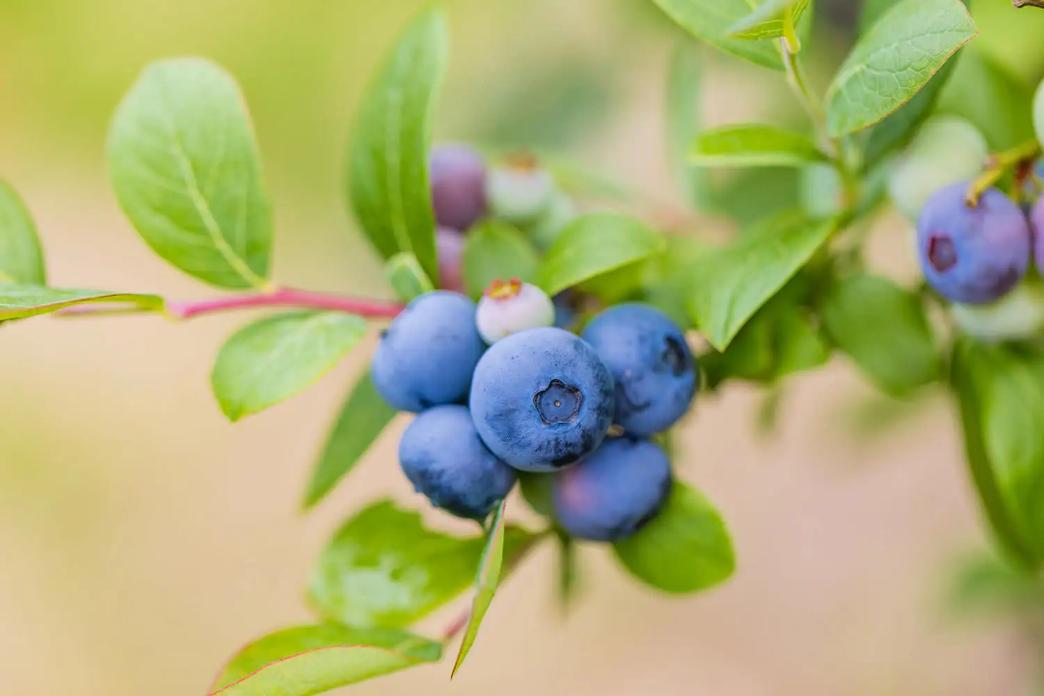 Fresh Blueberry from Japan