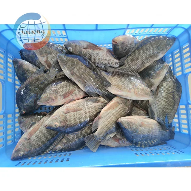 china export high quality frozen tilapia whole round hot sale frozen black tilapia fish wholesale price