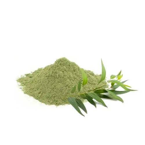 Aromatic and Invigorating Organic Eucalyptus Globulus Leaf Powder for Sale in Bulk from Indian Supplier