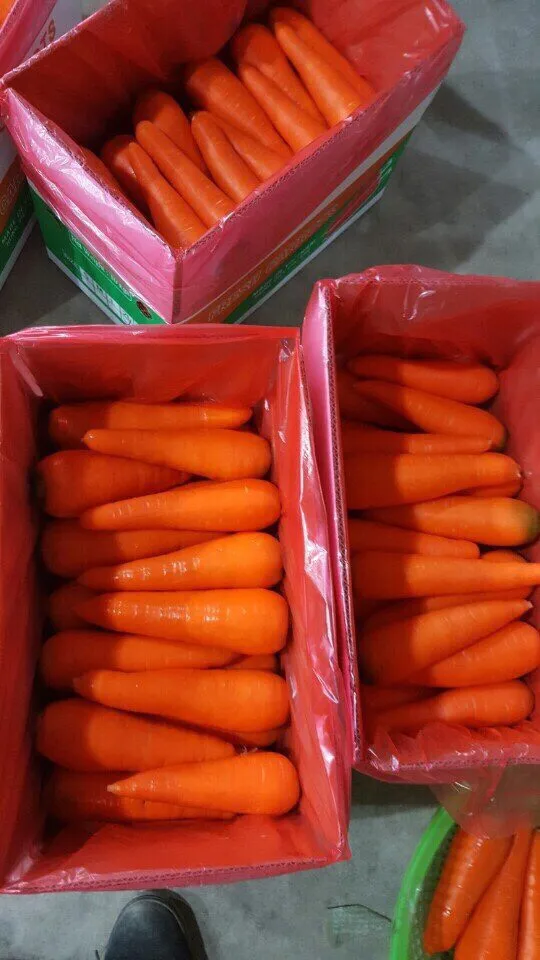 New crop fresh organic vegetables wholesale carot/carrot seeds price of carrots in bulk for export in Viet Nam