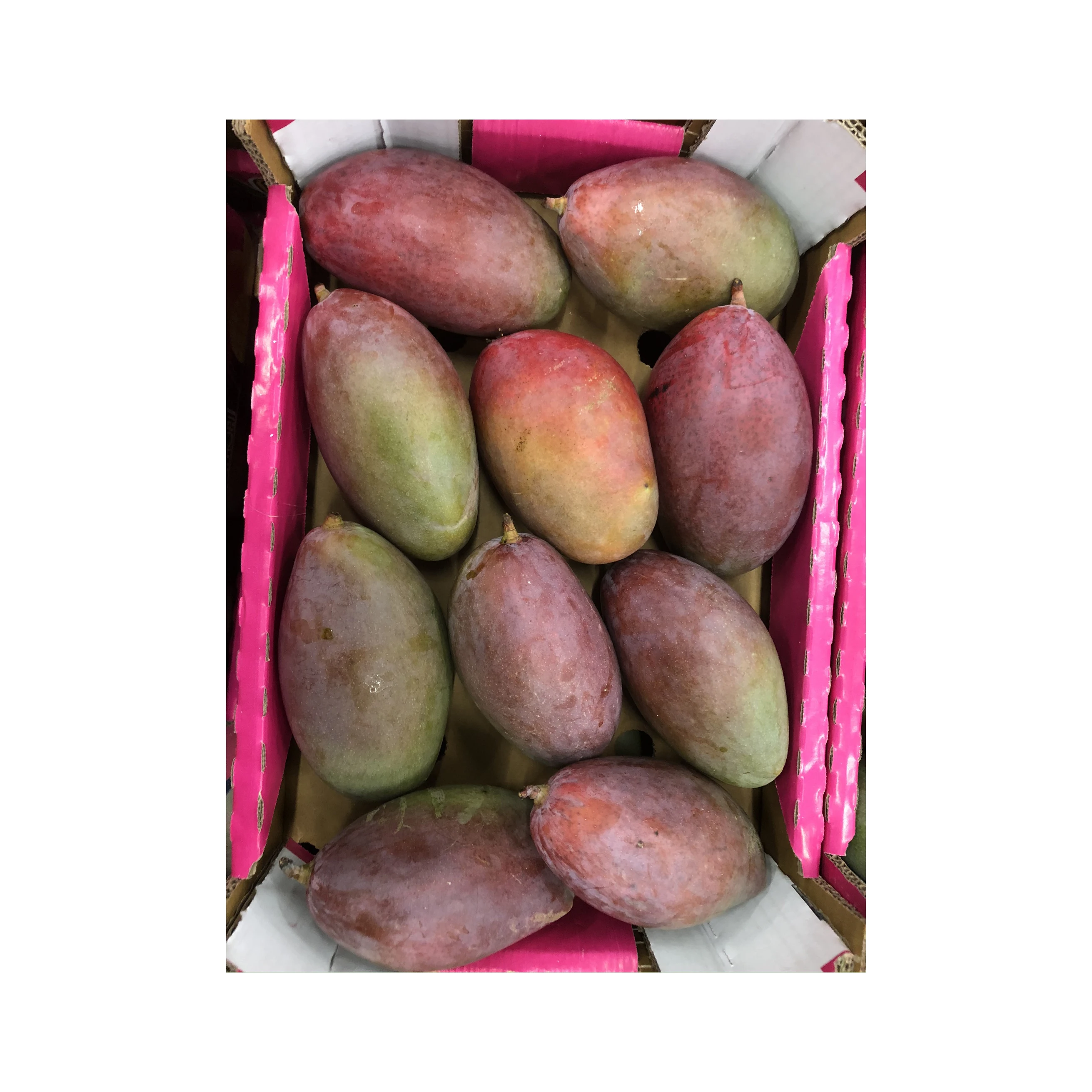 Cheap Price Fresh Osten Mango Fruit Fresh Mango High Quality Alphonso export best selling price for sale