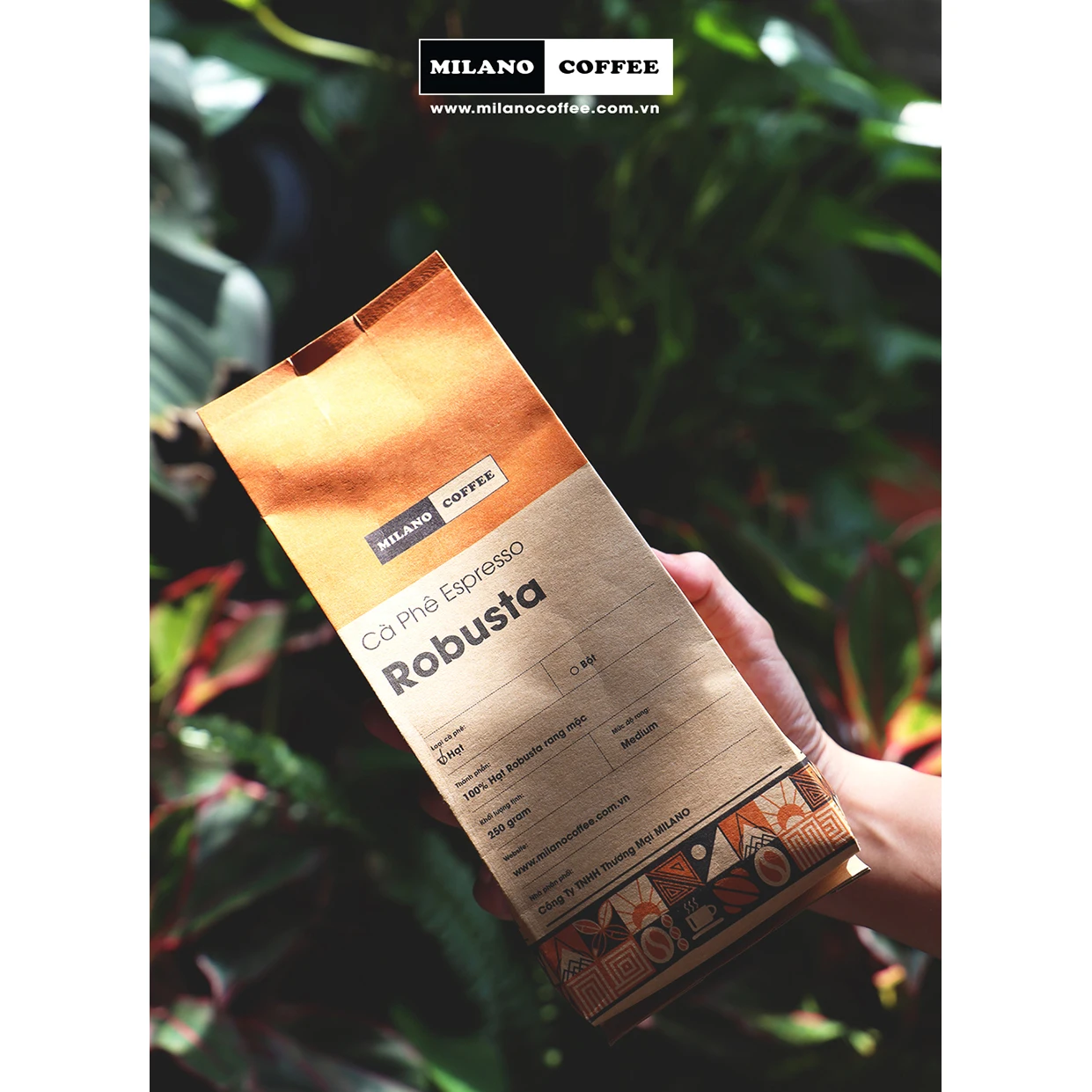 Wholesale Medium Roasted Robusta Espresso Coffee Beans For Daily Drink Custom Package Orders Produced In Vietnam